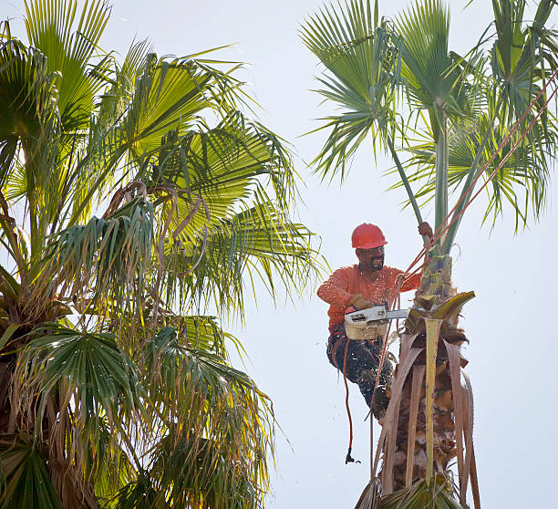 Trusted Bartonville, IL Tree Service Experts